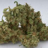 Bild von SativaFred (Jack Herer)