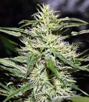 Bild von SativaFred (Jack Herer)