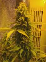 Bild von hemp47 (Jack Herer)