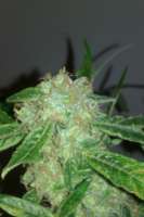 Bild von tezis666 (Jack Herer)