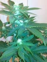 Bild von hemp47 (Jack Herer)