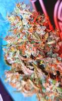 Bild von RoyalBunker (Jack Herer)