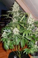 Bild von skunkmonster (Jack Herer)