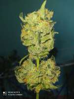 Bild von Yusssss (Jack Herer)