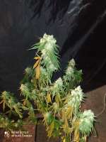 Bild von Yusssss (Jack Herer)