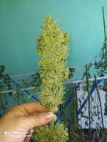 Bild von Yusssss (Jack Herer)