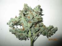 Green House Seeds Kaia Kush - ein Foto von Tohtori