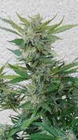 Green House Seeds Kalashnikova - ein Foto von Rastafa