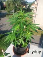 Green House Seeds Kalashnikova - ein Foto von Rastafa