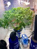 Green House Seeds Kalashnikova Automatic - ein Foto von Imaskypilot