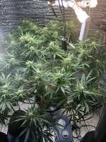 Green House Seeds Kalashnikova Automatic - ein Foto von Imaskypilot