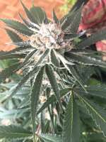 Green House Seeds King's Kush - ein Foto von Oregano