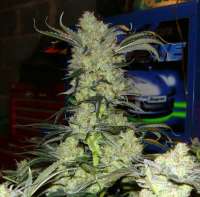 Bild von mgpawn (Kings Kush)