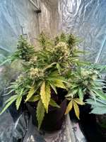 Green House Seeds King’s Kush Autoflowering CBD - ein Foto von MCHigh