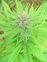 Bild von onkelz92 (Lemon Skunk)