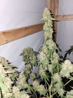 Green House Seeds Moby Dick - ein Foto von Bucs007