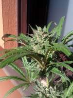 Bild von cogollaco (Pure Kush)