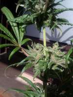 Bild von cogollaco (Pure Kush)