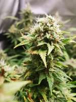 Green House Seeds Super Bud - ein Foto von greenlyfe