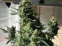 Green House Seeds Super Bud Automatic - ein Foto von Elesde83