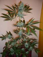 Bild von merlin (Super Lemon Haze)