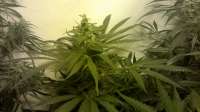 Bild von CoverClone1 [Super Lemon Haze]