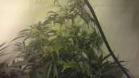 Bild von CoverClone1 [Super Lemon Haze]