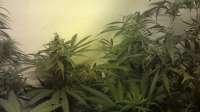 Bild von CoverClone1 [Super Lemon Haze]