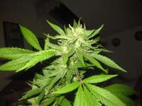 Bild von KiefKingdom (Super Lemon Haze)