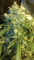 Bild von budluv1979 [Super Lemon Haze]