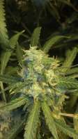 Bild von budluv1979 [Super Lemon Haze]