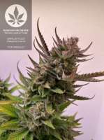 Bild von pineappleltd (Super Lemon Haze)