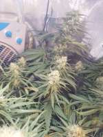 Green House Seeds Super Lemon Haze - ein Foto von Benes