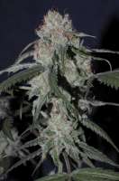 Bild von Jubei [Super Lemon Haze]