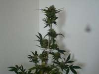 Bild von merlin (Super Lemon Haze)