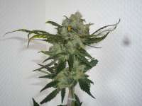 Bild von merlin (Super Lemon Haze)