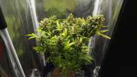 Green House Seeds Super Lemon Haze Automatic - ein Foto von dreembomber