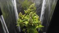 Green House Seeds Super Lemon Haze Automatic - ein Foto von dreembomber