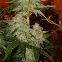 Bild von dzhangar09 (Super Silver Haze)