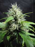 Bild von sunni (Super Silver Haze)