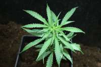 Bild von sunni (Super Silver Haze)