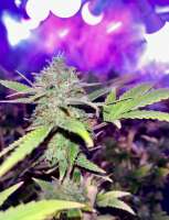 Green House Seeds Super Silver Haze - ein Foto von Jcanna