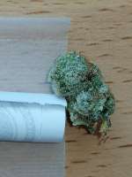 Bild von BudBro (Super Silver Haze)