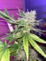 Green House Seeds Super Silver Haze - ein Foto von Jcanna