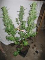 Green House Seeds Sweet Mango Automatic - ein Foto von CiliH