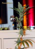 Green House Seeds TrainWreck - ein Foto von StrainTrain