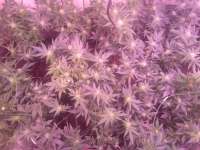 Green House Seeds White Rhino - ein Foto von plaanten