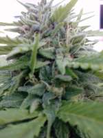 Green House Seeds White Widow - ein Foto von admin