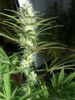 Bild von N0b0dY (White Widow)