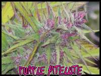 Green Mountain Seeds Purple Satellite - ein Foto von tropics